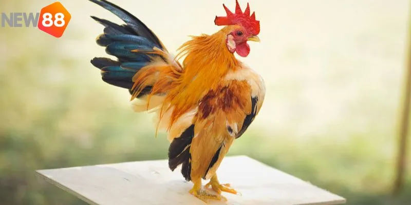 Chia sẻ những dấu hiệu để phán đoán gà đá hay